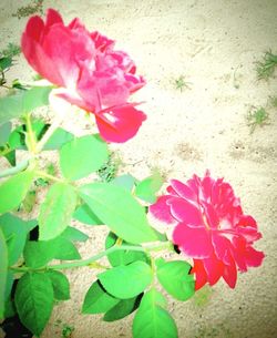 High angle view of pink flowering plant