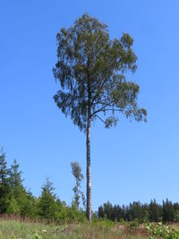 Low angle view of trees against clear blue sky