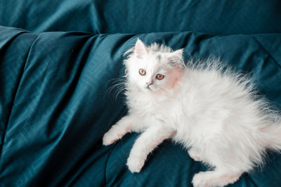 High angle view of kitten on bed