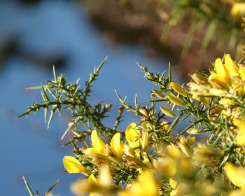 Close-up of yellow flowers against sky