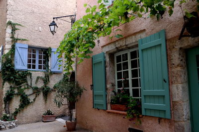 Plants growing outside building