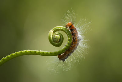 Close-up of insect on leaf