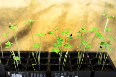 Close-up of plant growing on field