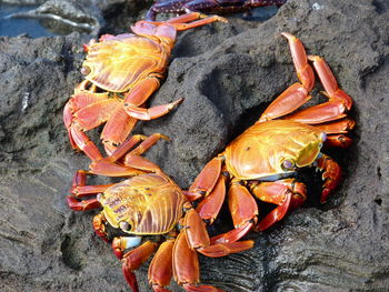 High angle view of crab on ground