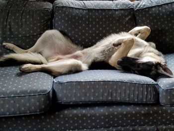 Dog sleeping on sofa