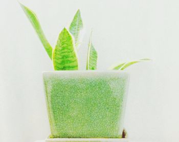 Close-up of green leaves over white background