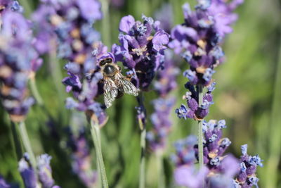 Close-up of butterfly pollinating on purple flowering plant