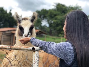 Side view of woman feeding llama