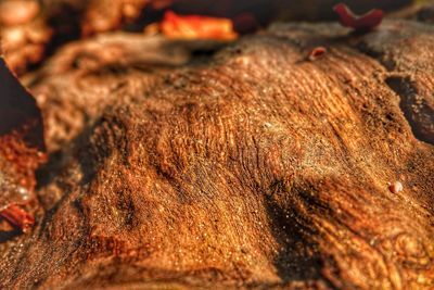 Close-up of dead fish on wood