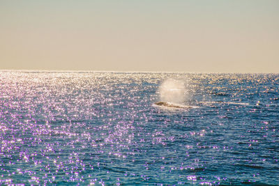 Whale spouting in sea against sky