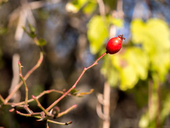 Close-up of red berries on tree