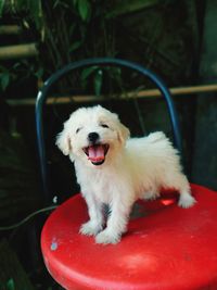 Portrait of white dog