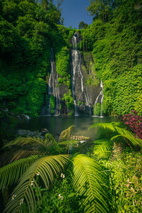 Scenic view of waterfall in forest