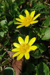 Close-up of yellow flowering plant