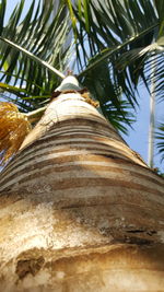 Low angle view of palm tree