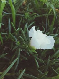 Close-up of white flowers blooming on plant