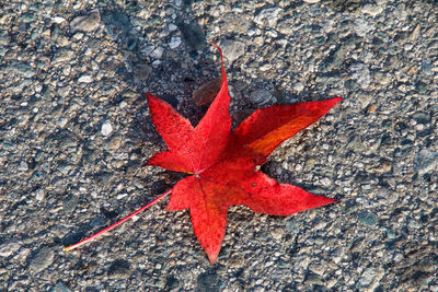 High angle view of red maple leaf on street