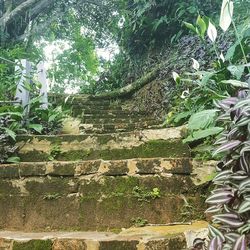 Old stone wall by tree