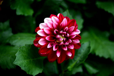 Close-up of pink flower