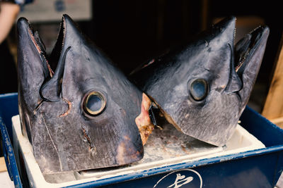 High angle view of fish in market