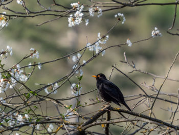 Bird perching on branch