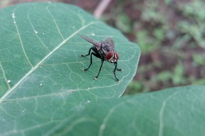 Close-up of insect on leaf