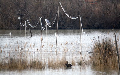 Scenic view of lake during winter