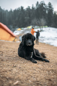 Portrait of black dog on land