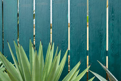 Full frame shot of plants on wood