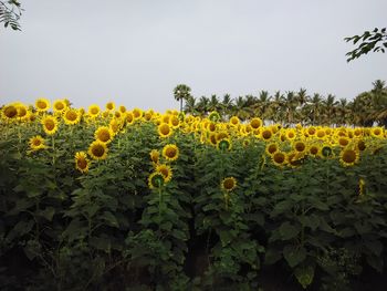 Scenic view of sunflower field against sky