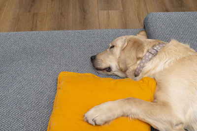 A young male golden retriever is sleeping on a couch in a home living room on yellow pillows 