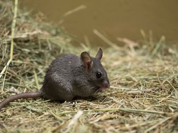 Close-up of rabbit on grass