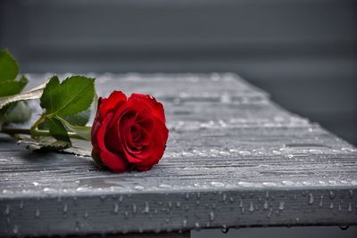 Close-up of red rose against blurred background