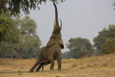 View of a horse on field