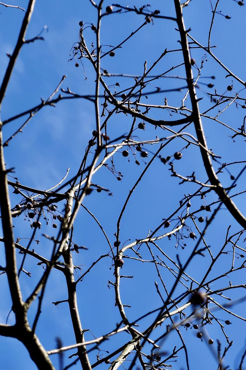 LOW ANGLE VIEW OF FLOWERING PLANTS AGAINST CLEAR SKY