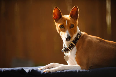 Portrait of basenji relaxing on deck chair