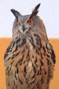 Close-up of a bird