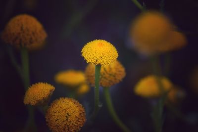 Close-up of yellow flowering plant