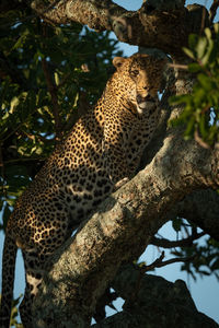 Leopard on branch of tree