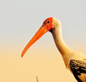 Close-up of pelican against clear sky