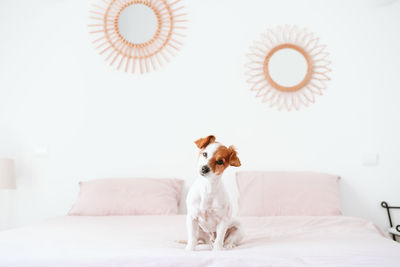 Cute lovely small jack russell dog sitting on bed during daytime. pets indoors at home