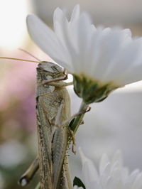 Close-up of insect on flower