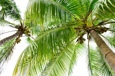 Low angle view of palm trees against sky