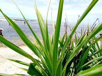 Close-up of grass by sea against sky