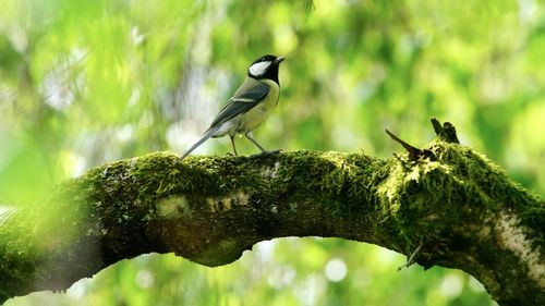Close-up of bird perching on branch