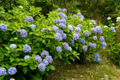 Close-up of purple hydrangea flowers in garden