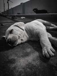 Close-up of a dog sleeping on street