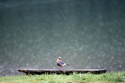 Bird perching against lake