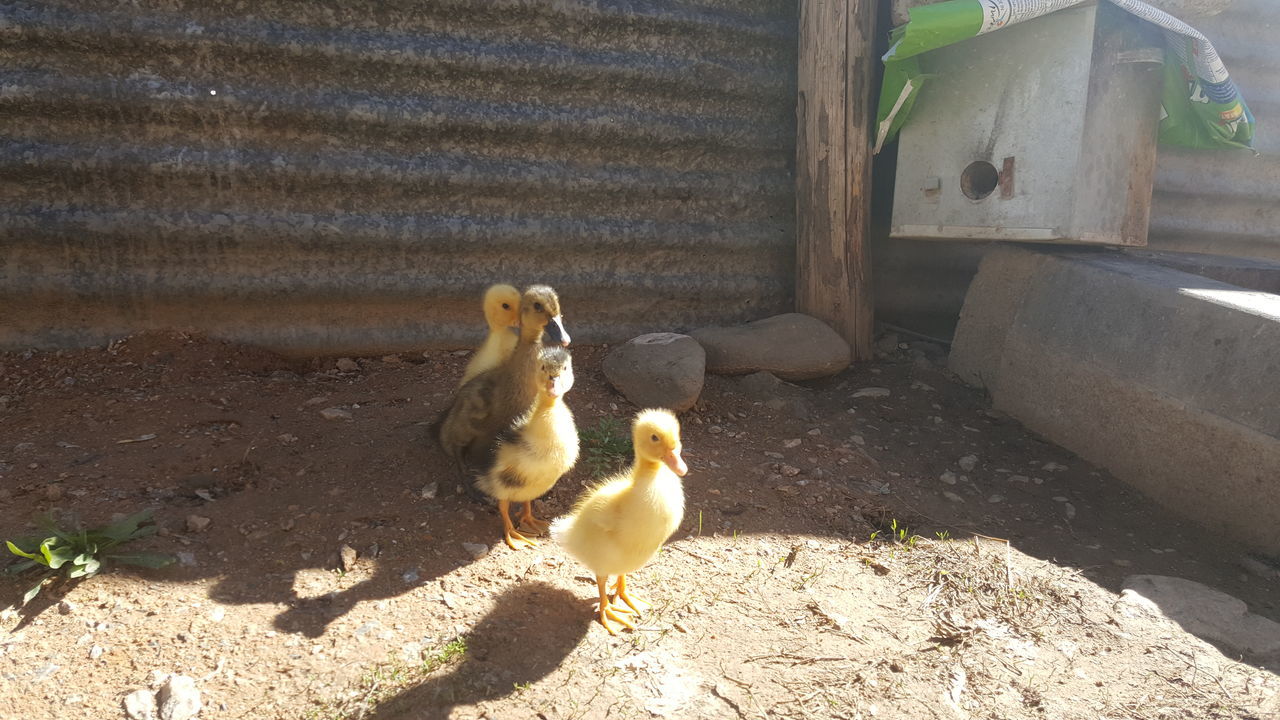 bird, animal themes, animals in the wild, young animal, high angle view, animal wildlife, young bird, day, no people, outdoors, nature, gosling