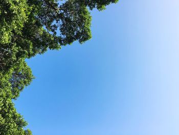 Low angle view of trees against clear blue sky